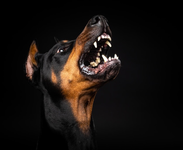 Portret van een Doberman-hond op een geïsoleerde zwarte achtergrond