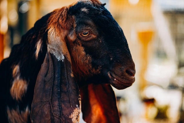 Foto portret van een donkere geit met grote oren op een boerderij