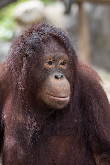 Portret van een droevig gezicht van een orang-oetan, close-up