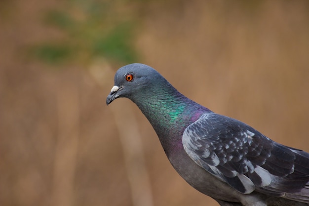 Portret van een duif