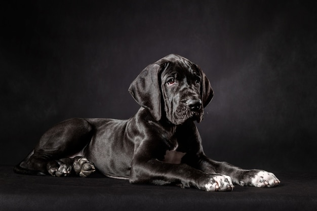 Portret van een Duitse Dog pup op zwarte achtergrond