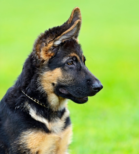 Portret van een duitse herder bij de hond