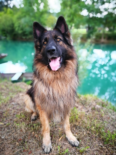 Portret van een Duitse herder die aan de oever van een rivier zit