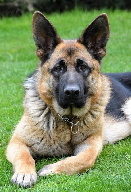 Portret van een Duitse herder die op het gras ligt