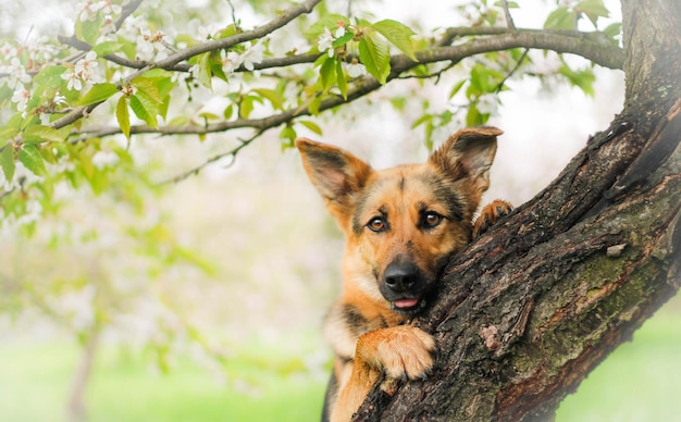 Portret van een duitse herder in de buurt van een boom in de tuin.