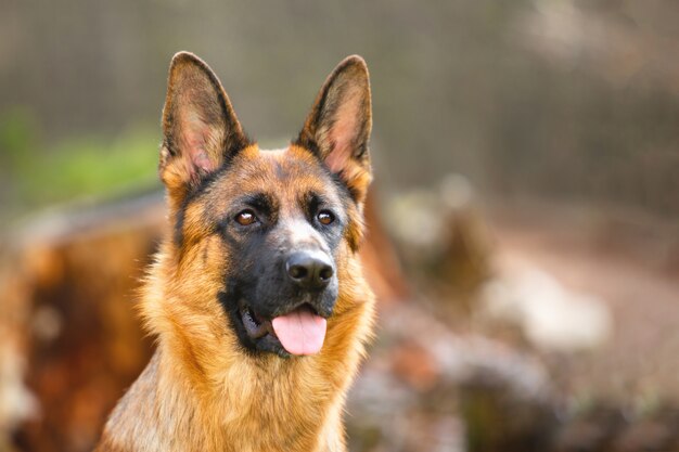 Portret van een Duitse herder in een park. Rasechte hond.