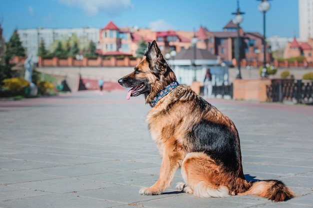 Portret van een Duitse herdershond. Hond buiten. Raszuivere hond.