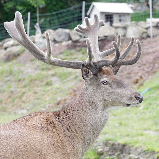 Portret van een edelhert Cervus elaphus