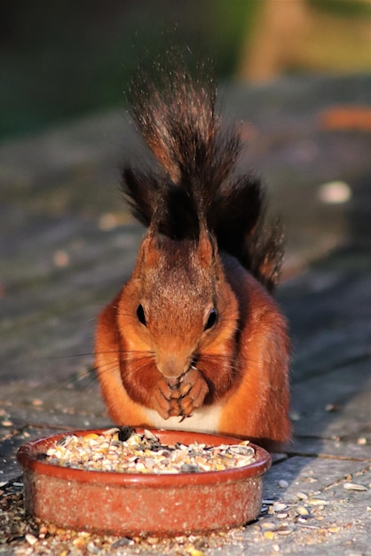 Foto portret van een eekhoorn die voedsel eet