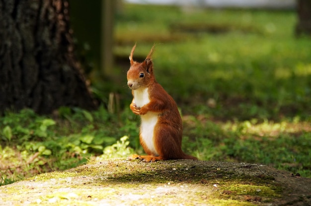 Foto portret van een eekhoorn