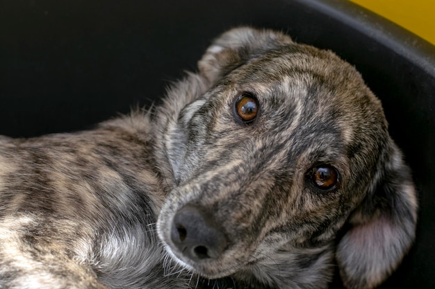 Portret van een eenzame puppy met droevige ogen uit een dierenasiel