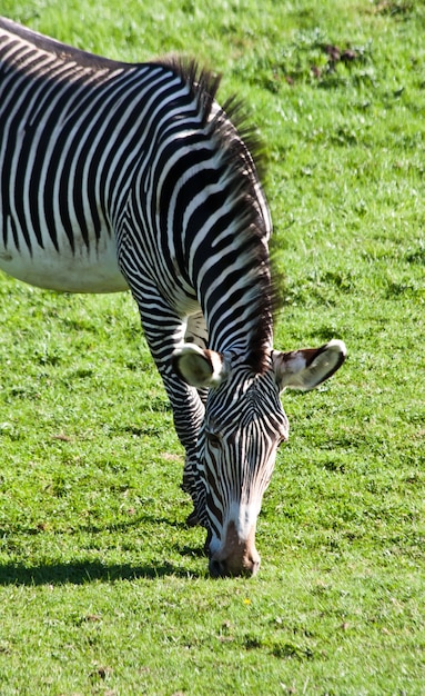 Portret van een etende zebra in een natuurreservaat, Namibië