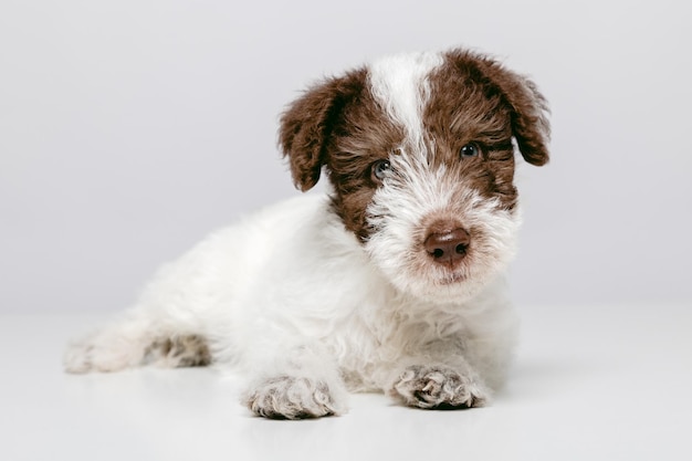 Portret van een expressieve Fox Terrier-puppy