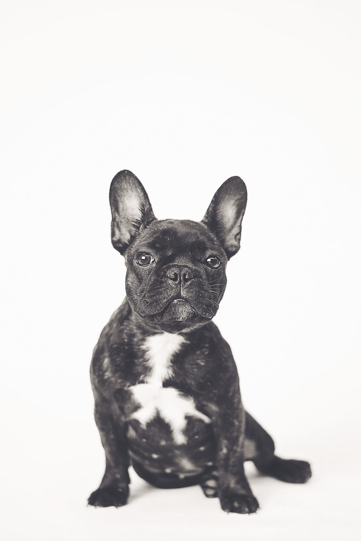 Foto portret van een franse bulldog die tegen een witte achtergrond zit