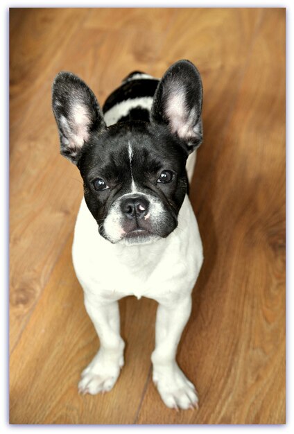 Foto portret van een franse bulldog op de vloer thuis