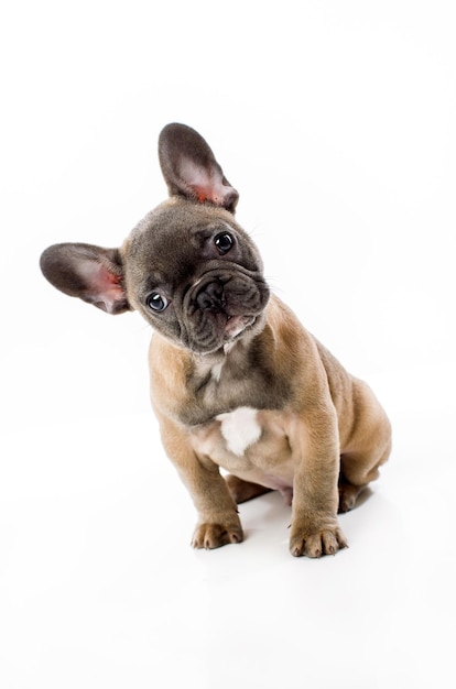Portret van een Franse bulldog op witte achtergrond