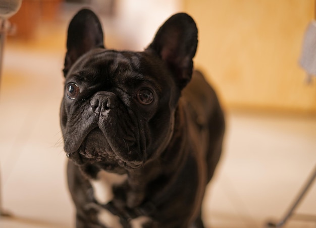 Portret van een Franse bulldog