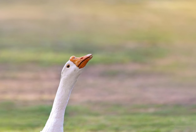 Portret van een gans op een onscherpe achtergrond Plaats voor tekst