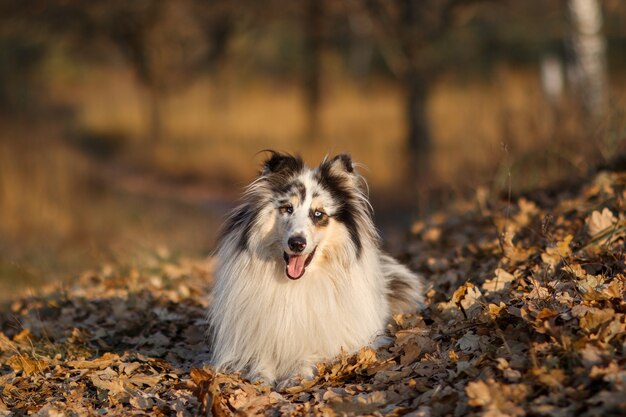 Portret van een geel gemarmerde Rough Collie in de herfst