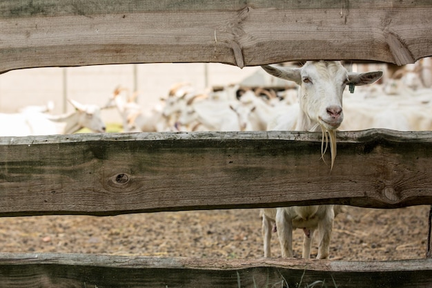 Portret van een geit in een stal die in de camera kijkt