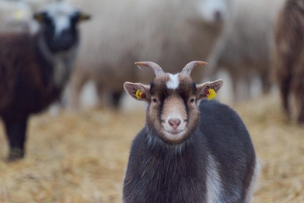 Portret van een geit op het veld