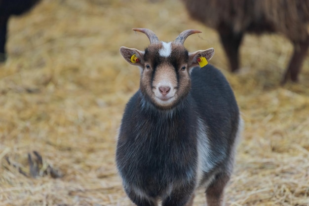 Portret van een geit op het veld
