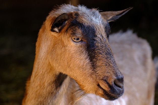 Portret van een geit op zwarte achtergrond bruine geit in schuurgeit op de boerderij