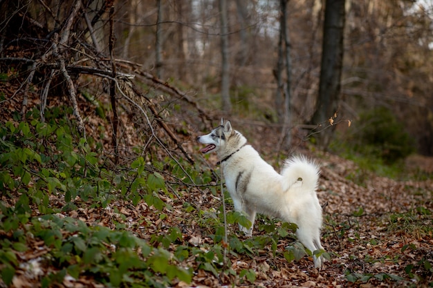 Portret van een gek en gelukkig hondenras Siberische husky met een hangende tong in het felgele herfstbos