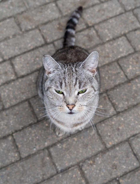 Portret van een gelukkige grijze kat met groene ogen kijkt omhoog naar de camera op straat