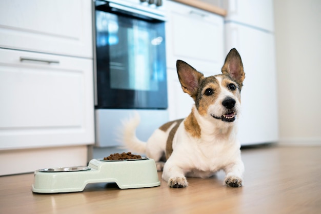 Portret van een gelukkige hond de puppy ligt in de buurt van zijn kom met droogvoer positief kijkt recht naar huis glimlacht...