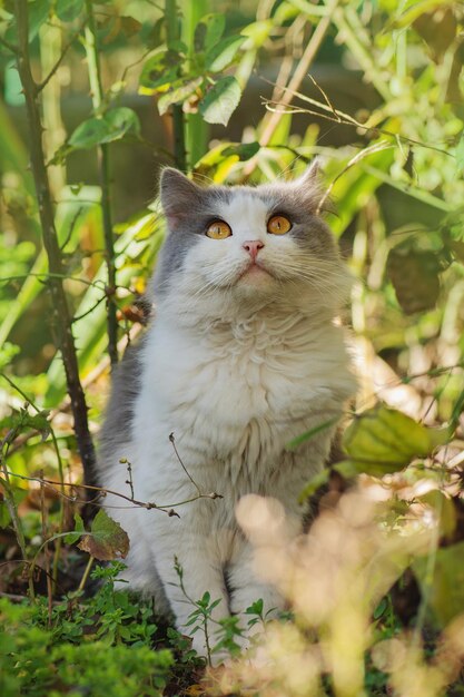 Portret van een gelukkige jonge kat op de natuur grijze pluizige kat zit in de tuin langharige kat modellering foto op zomerdag