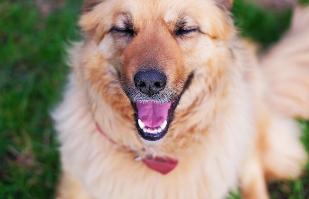 Portret van een gelukkige mooie pluizige beige hond met buiten gesloten ogen