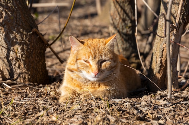 Portret van een gember kat op natuur buiten in de zomer