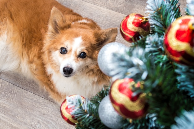 Portret van een gemberhond bij de kerstboom