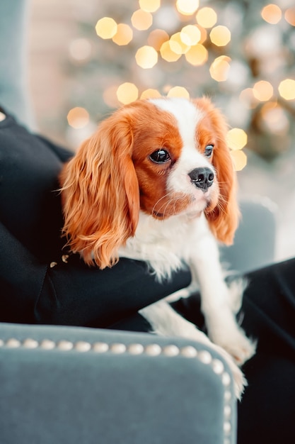 Portret van een gemberpuppy tegen de achtergrond van nieuwjaarslichten