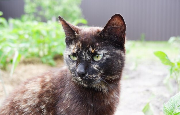 Portret van een gemengde veelkleurige kat Closeup van een kat