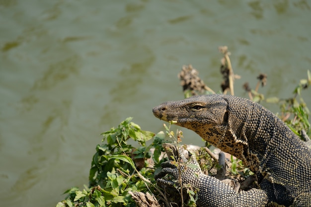 portret van een gestreepte hagedis (varanus salvator)