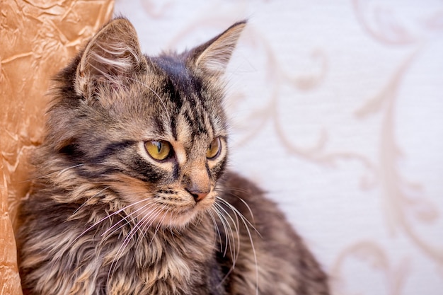 Portret van een gestreepte jonge kat