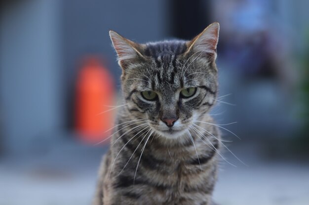 portret van een gestreepte kat een volwassen gestreepte kat zit op beton ernstige kat