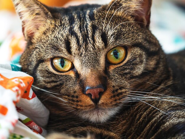 Portret van een gestreepte kat met gele ogen