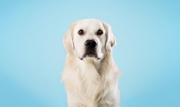 Portret van een gezonde labrador hond kijken camera geïsoleerd over blauwe studio achtergrond kopie ruimte