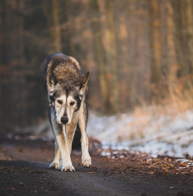 Foto portret van een giraf in het bos