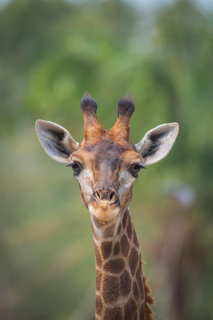Foto portret van een giraf