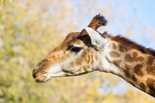 Portret van een giraffe