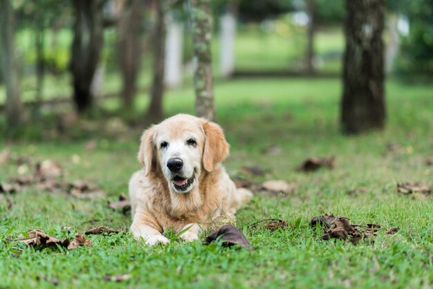 Foto portret van een golden retriever die op het gras zit