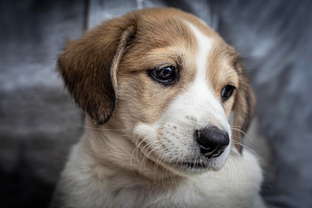 Portret van een golden retriever