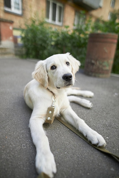 portret van een golden retrieverpuppy. Schattige puppy close-up