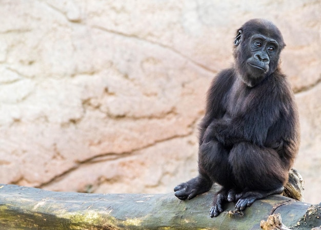 Portret van een gorilla die buiten zit