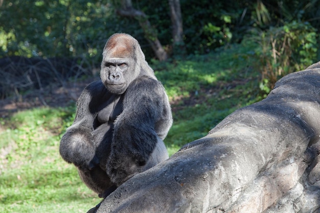 Portret van een gorilla in het bos