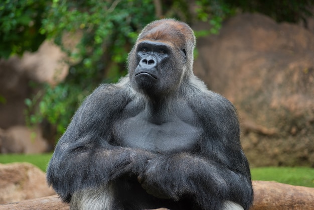 Portret van een gorilla van het het westenlandland silverback
